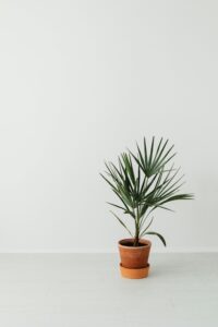 pexels-karola-g-7193661