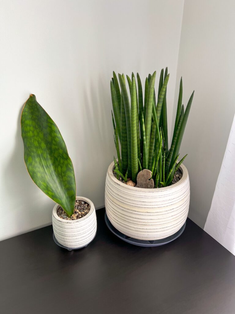 indoor plants