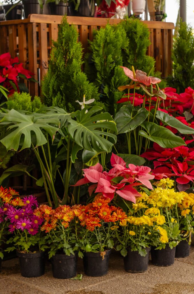 outdoor plants