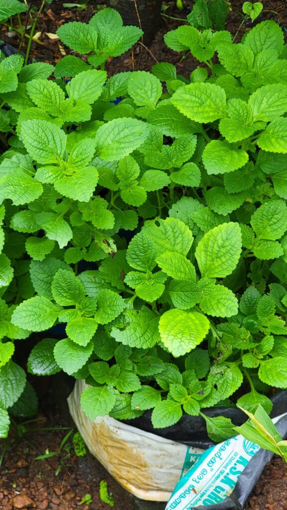 10 Easy Plants for Home Gardens in India