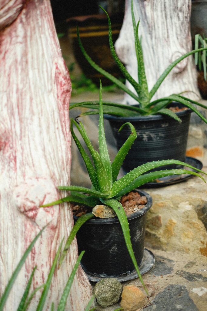 terrace garden maintenance