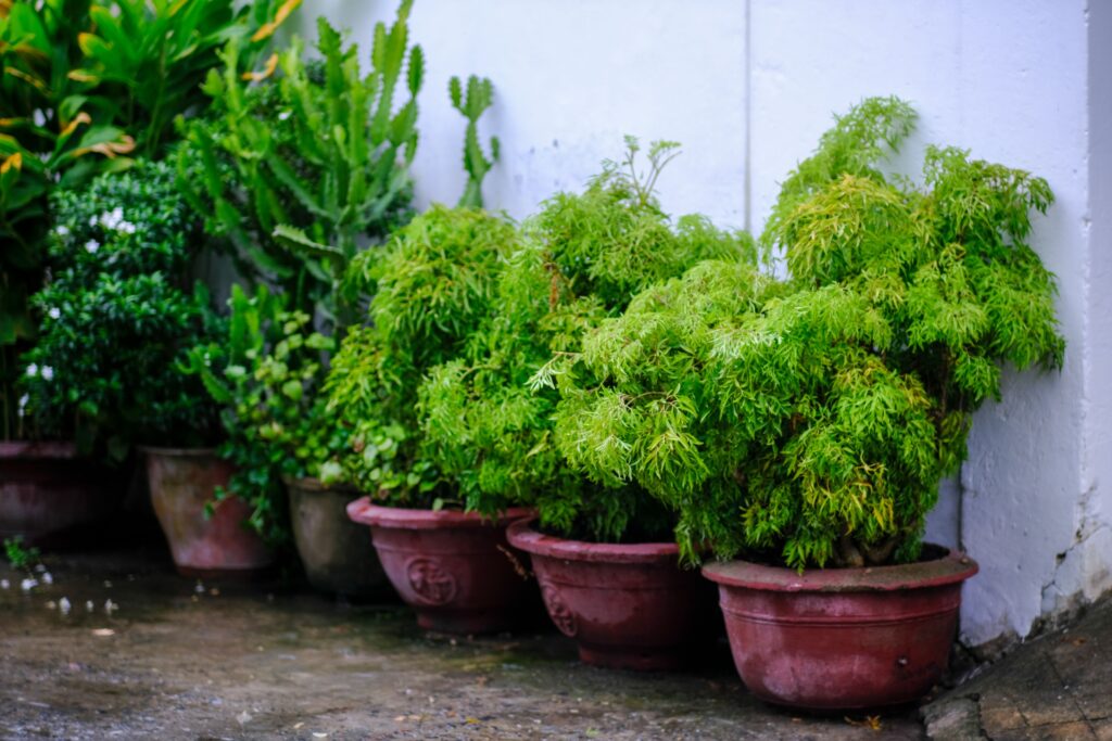 terrace garden